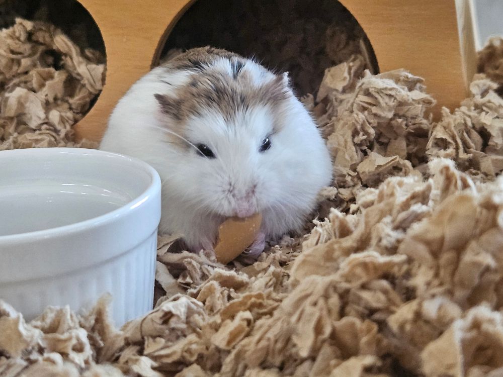 saewoo the roborovski hamster, half-asleep and munching on a peanut half. the peanut now has several bites taken out of it.