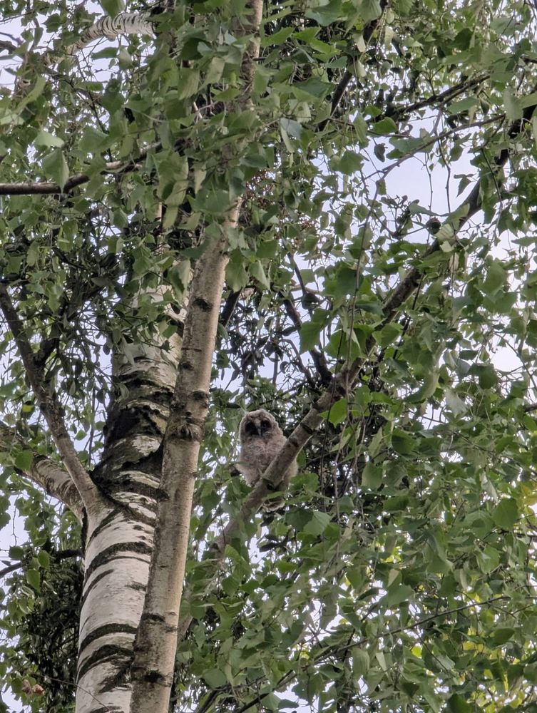 ein Waldohreulenjunges auf einer Birke