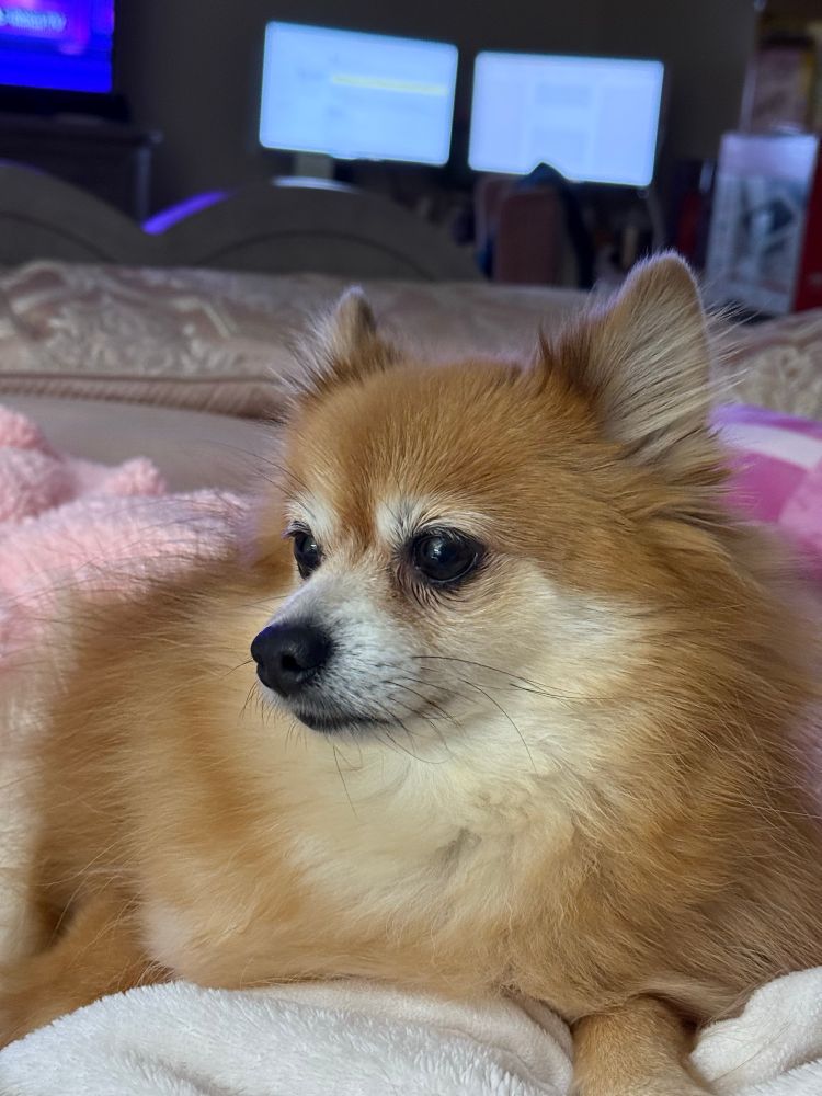 A greedy ass blonde and white Pomeranian sits in front of his mom as she eats her dinner. In this picture, he is looking to the side at his mama’s finished plate of food. He has a longing look in his eyes.

But do not be fooled, for one hour ago he had a dinner of salmon, roasted carrots, and dog food. His mama also gave him an extra treat for being a good cute boy.