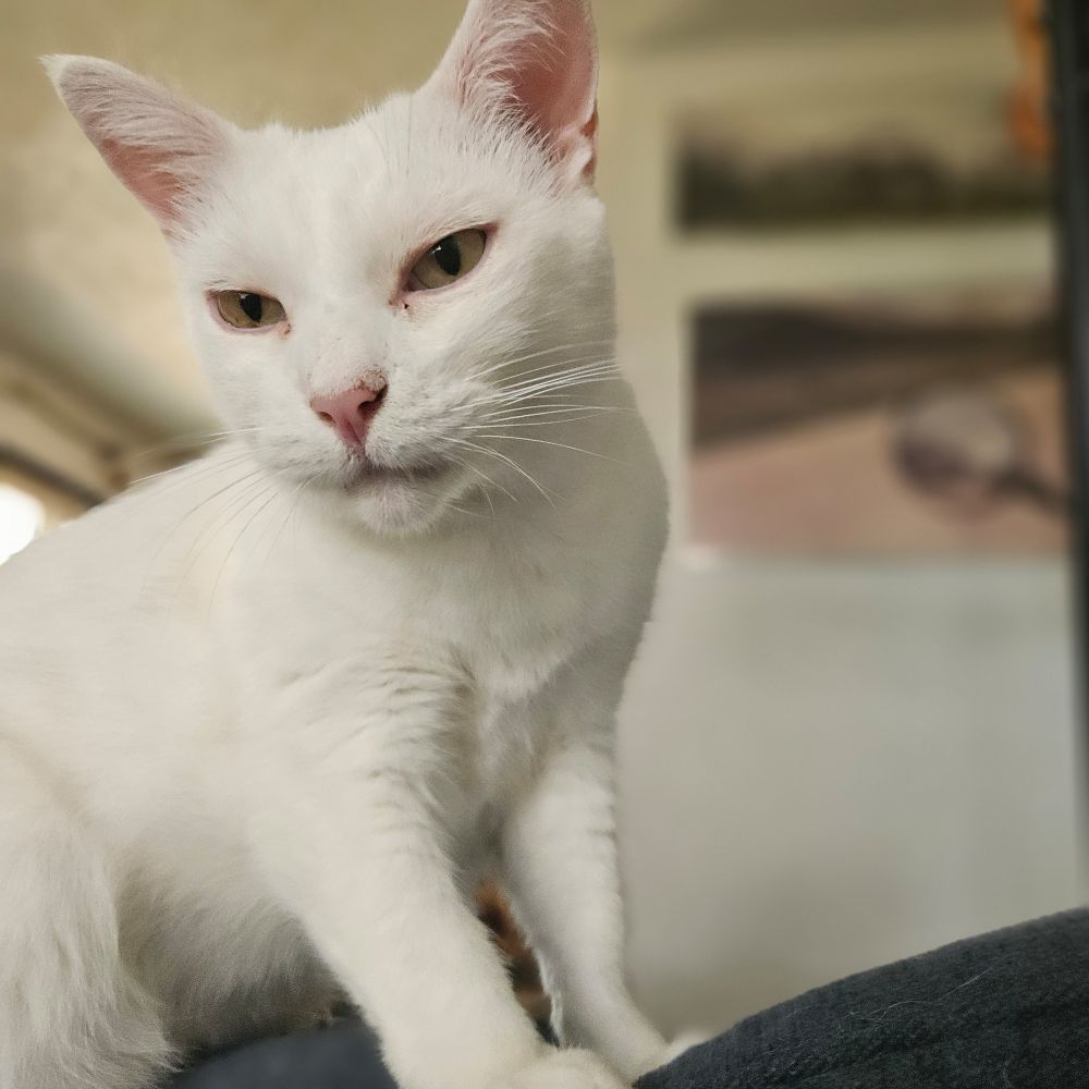 Auggie a white cat wishing Gonzo a happy Caturday 