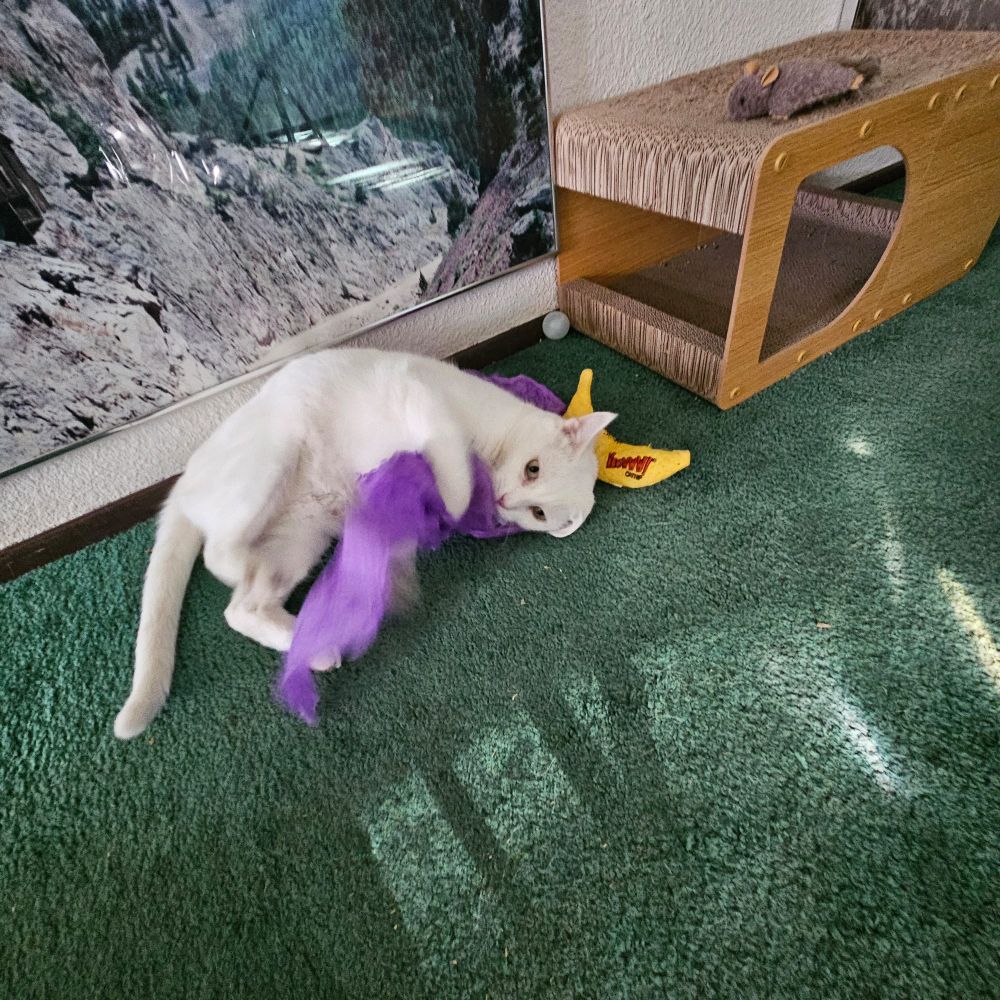 A white cat playing with his silvervine paper. O the floor.