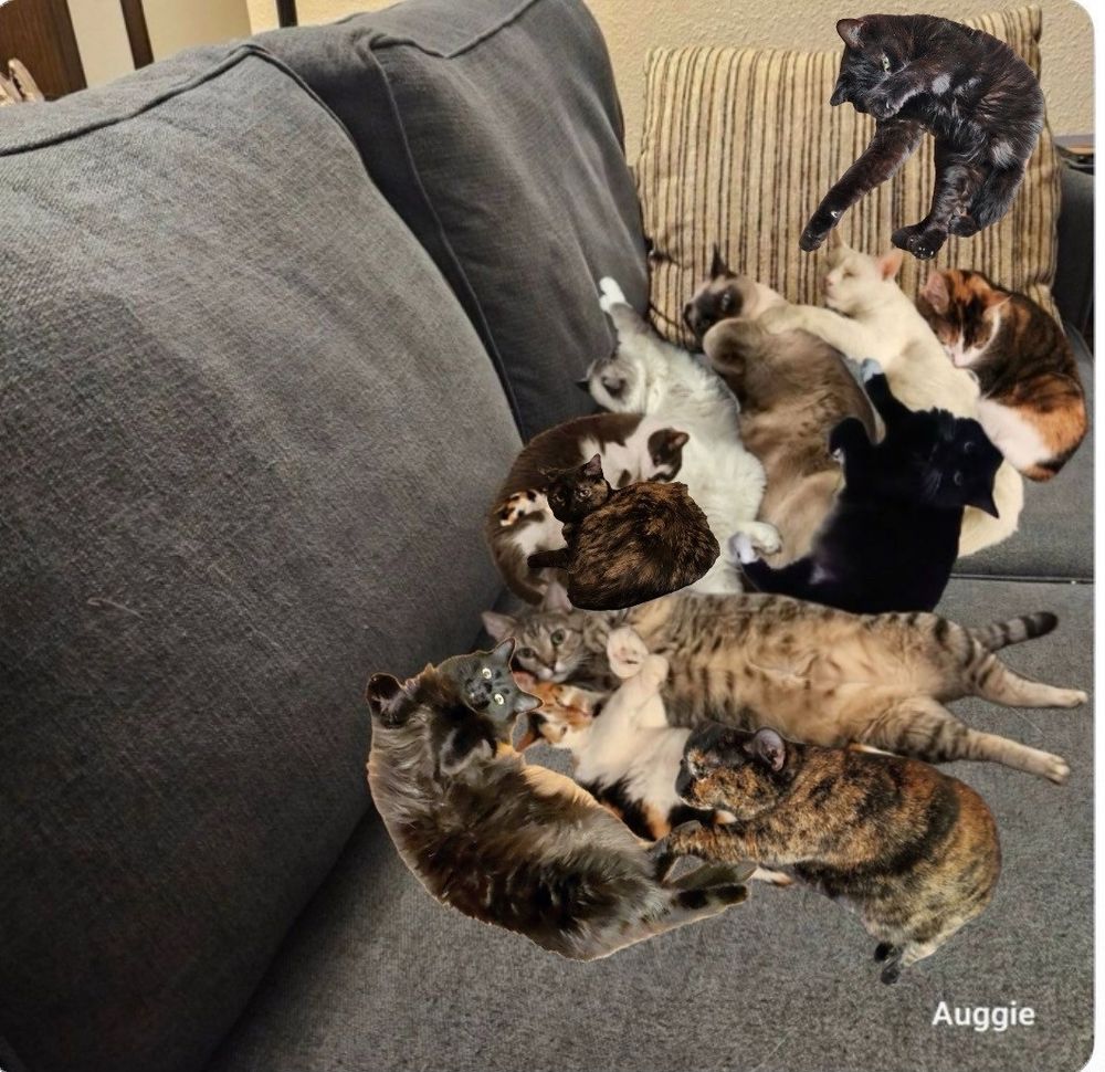 Cat cuddle puddle 