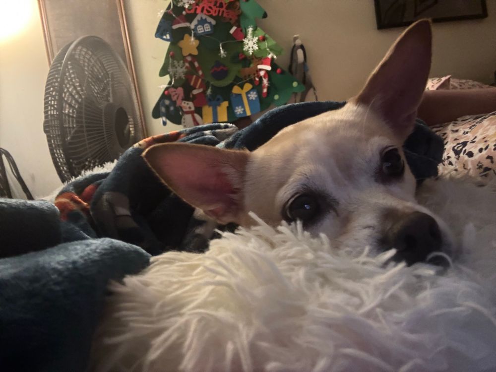 Beige Chihuahua laying down under her blanket