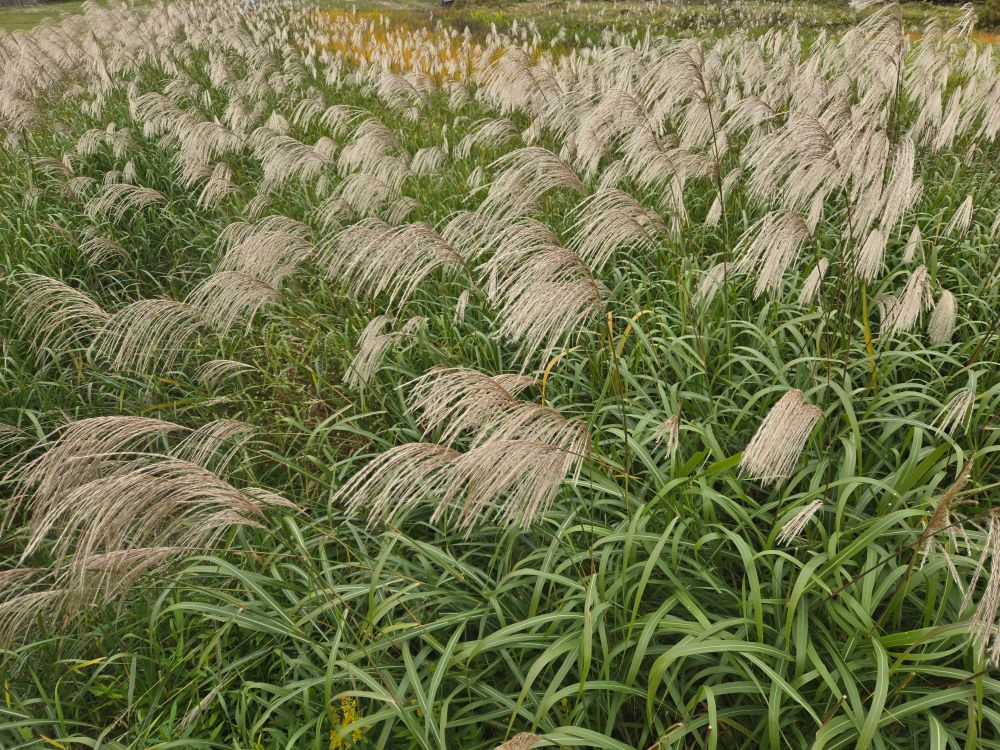 いつまでもこの景色見ながら季節を感じていたいね　ここの周りは住宅街 大きな古いお家は独居や空き家　乱立する新規住宅　この景色はいつまで観られるかな？
