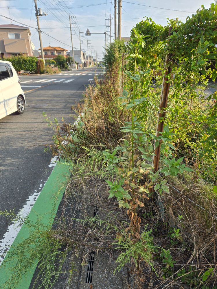 この道はバスも通るし通学路でもあります　
この一角は駐車場 利用者はそれなりにいるけれど 廃車も数台放置され 雑草は放置 敷地外にはみ出し 側の歩道は歩けず車道を歩いています
この道のこの先 工場やお店やお宅数軒が続けざまに代替わりされた様で 建物が撤去されたり 敷地や塀の樹木や果樹が伐採され 分譲販売や分家建てや砂利の更地となっています　其々の現場の作業者の過半数は異国情緒溢れる方です　
散歩してても挨拶交わすでもなくチラ見されるくらいで 目に優しい植物いっぱいの風景も人情も なにも無いです　新築の戸建やアパートの新しい入居者さんは多国籍 生活習慣が異なり その行動に理解が追い付かず 時折目がテンになります　若い日本人ですら 殆ど地域交流を好まないです　最早古参の60後半が若手扱い 次世代を育てにくい　昔の生活を懐かしむのは哀しいね　
言葉で会話する方が減り これから加速的に寂しくなるのかな

どうしても気分が上がらない　こんな日もあるよね　愚痴(爆)