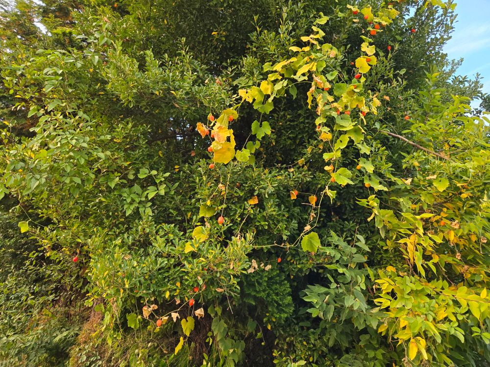 Yesterday's view
最近見掛けなくなった真っ赤なカラスウリ　ここはもとは古くから続く立派なお宅ですが今は廃墟　人が住まなくなり自然そのなすがままです　今は手入れされていない垣根の一画に烏瓜の灯りがいっぱいです