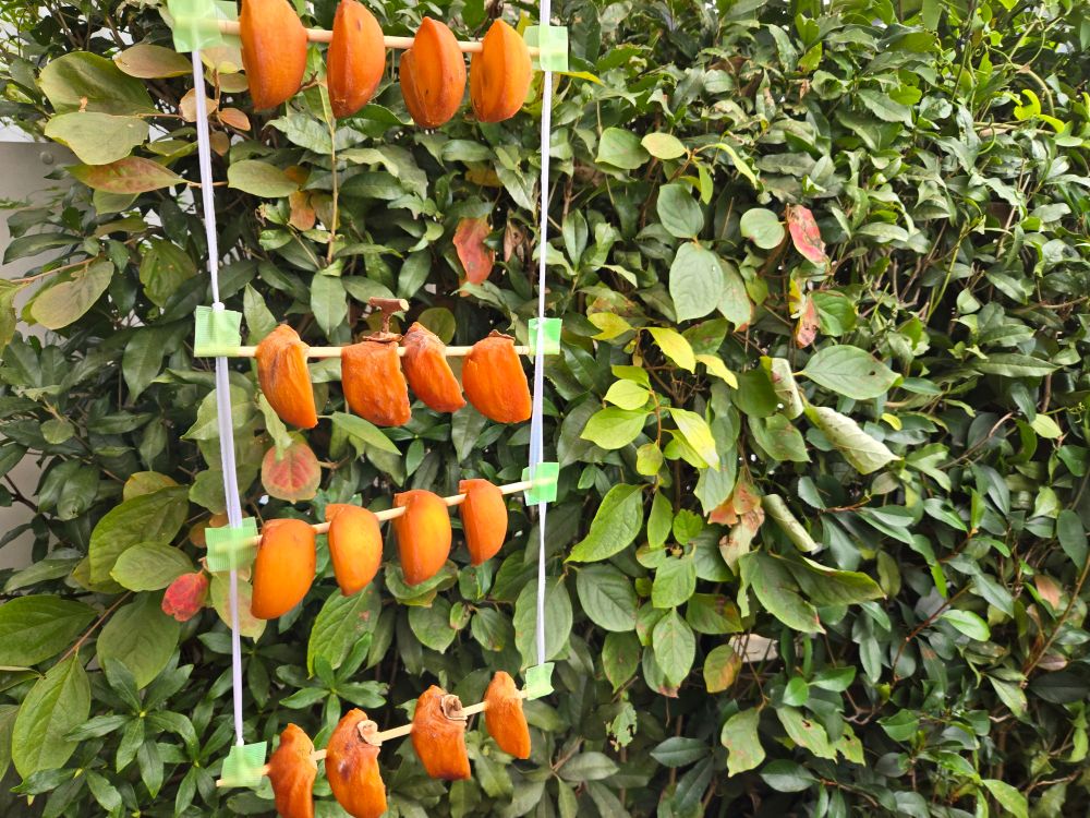 干柿作り 第2ステージ 今回は自己流に吊るしてみました　カビと虫 つかないといいな！