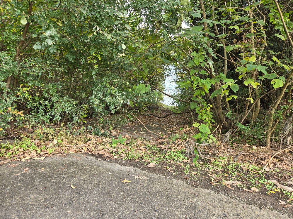 湖畔へと続く小路　落葉の腐葉土と蔦類に阻まれ これ以上進めません　公園を管理する人が減り 外部委託するお金も無いのね？