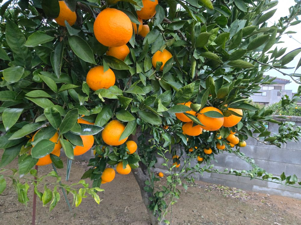 この木のは そろそろ食べられるかな？　みかんが美味しそうな色になってきました