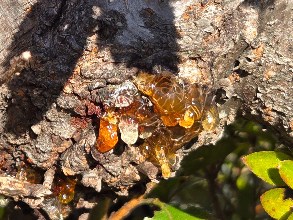 朝から庭の手入れ　冬支度のため鉢を移動したり ちょっと植え替えしてた　よくよく観たら桜の幹からヤニ溜？　パッとみた感じコハクぽいけど病気かな？