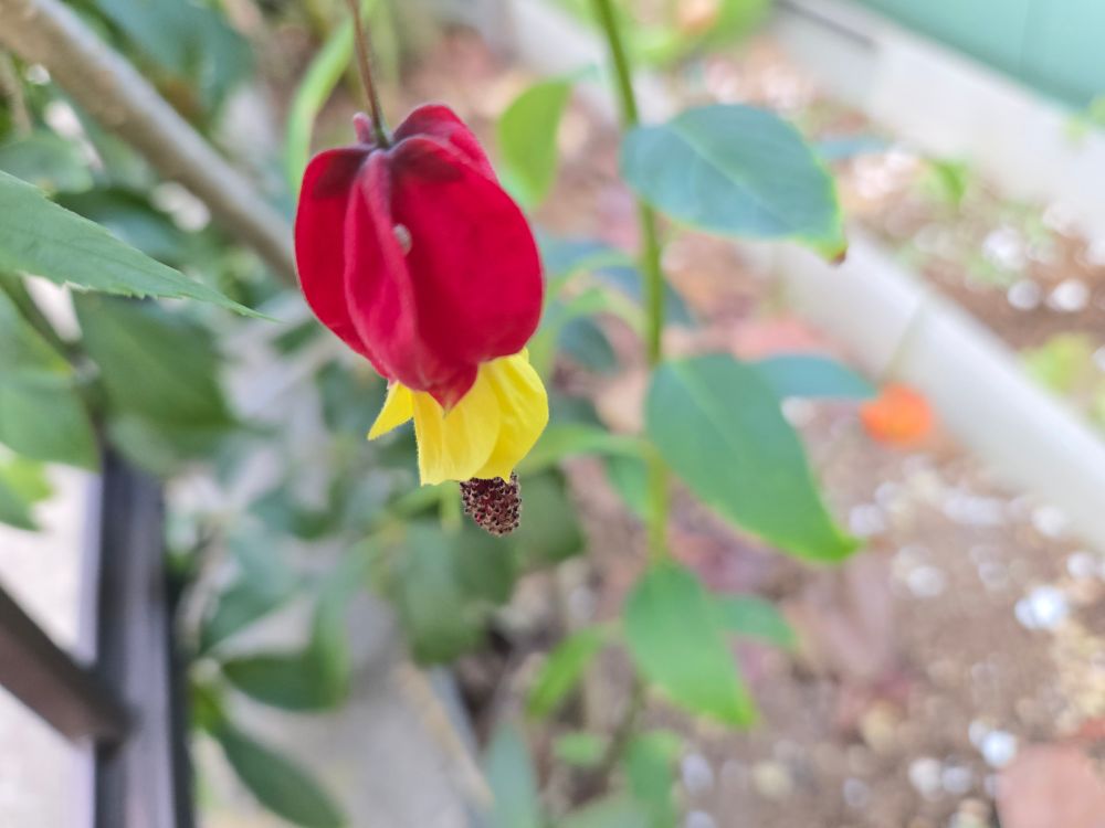 個人的に「スカート付き」って呼んでいる花　チロリアンランプ　蕾がついてから散る迄色々な変化が可愛いです
以前 散歩途中で見掛けて花の形の面白さじーっと眺めていたら　挿し木で殖やせるよ と所有者の方から分けていただきました　