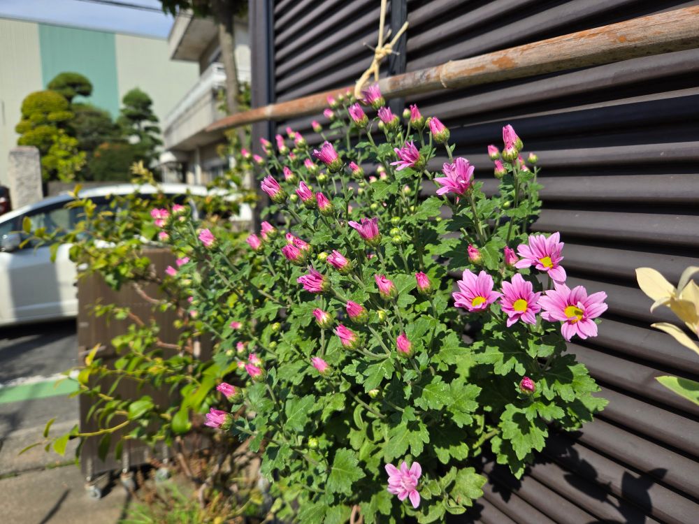 菊の花が咲き始めました　花の色は毎年少しずつ変わっていきます