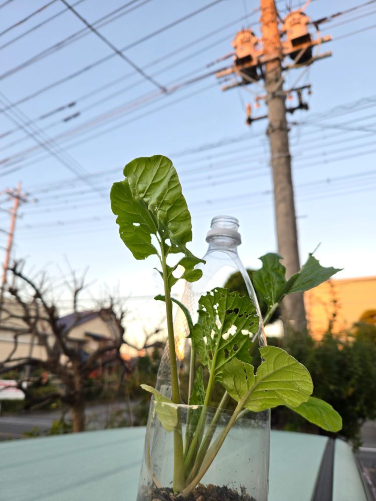 あたーらしいあさがきたきぼーのあさー
地植えだと芽が出たそばからダンゴムシにヤられたので　ペットボトルで栽培し だいぶ育ってきた と喜んでいたら アオムシにヤられたわ　自然ってことね… 私も食べたいんだけどね