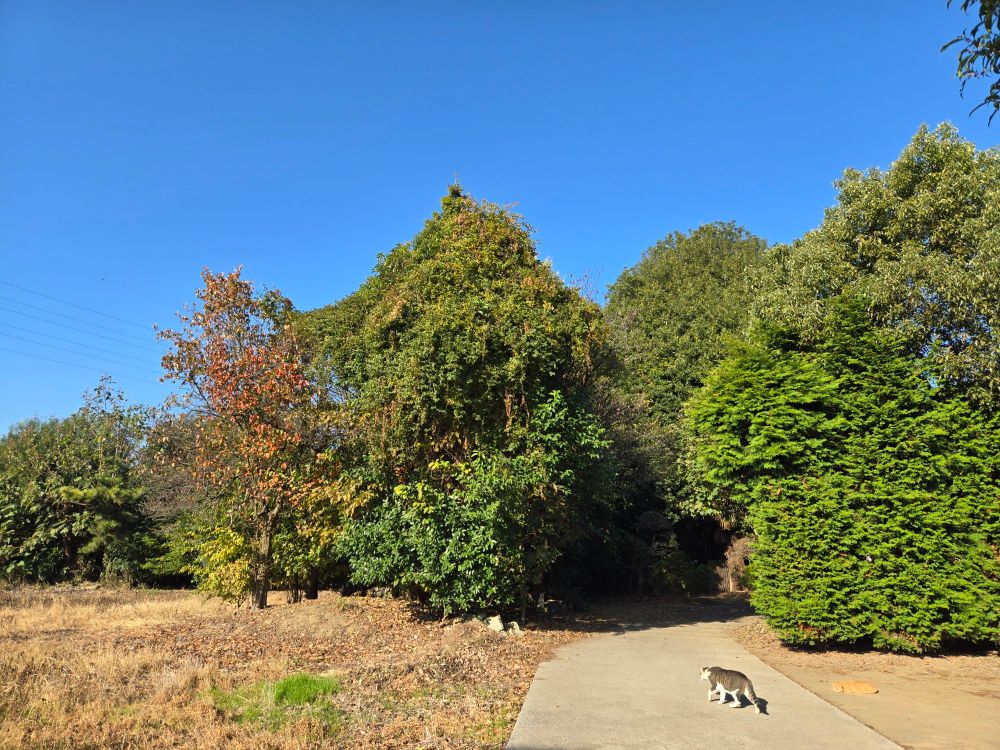 良く言えば緑豊かなお家　猫さんがあちこちいっぱい居ます