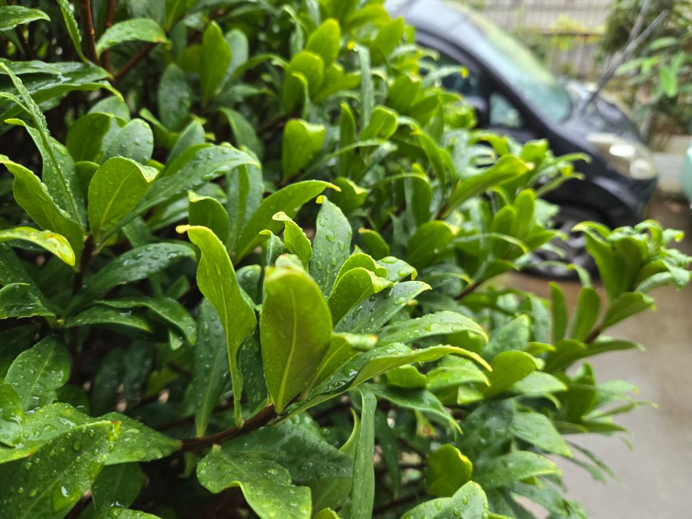 寒さ感じる朝　冷たい雨
春夏秋冬　秋らしい日々はどこ？