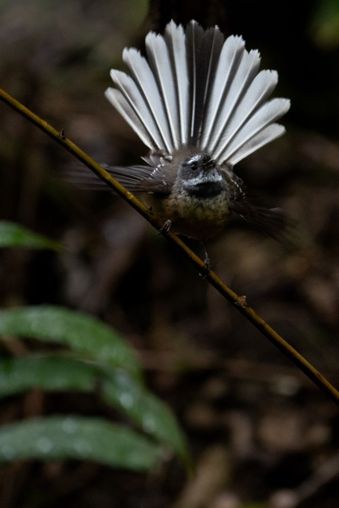 New Zealand Fantail also known as the Piwakawaka