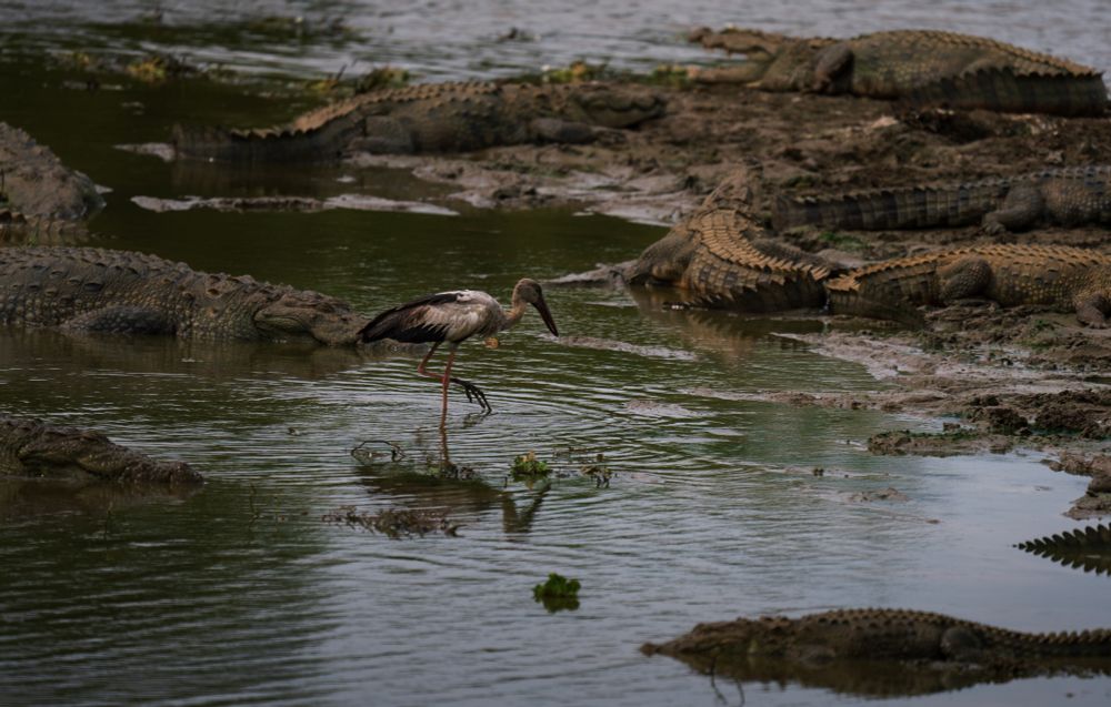 Asian openbilled stork cautiously wades through a murky wetland, surrounded by resting mugger crocodiles at Yala National Park. A striking moment of tension and calm, showcasing the delicate balance of wildlife in their natural habitat.