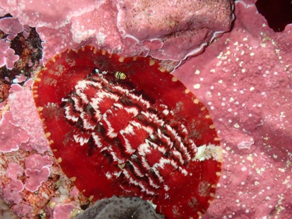 Stunning bright red and white chiton that looks so obvious but is nestled on a background of pink coralline algae. It might not be such a striking contrast to a more casual glance. (Or with non-colour vision.)

This creature looks like a tapestry. The girdle (which runs around the edge of the shells) is wide and a superb crimson with little beige spots at the edge that make it look frayed and break up the smooth outline. 

The eight shell valves are red, black (or very dark red) and white and the line pattern is ragged, so it looks as though it's been embroidered. The impression is not of a hard mineral surface, but of velvety fabric. 

This species is very variable in colour and this pattern is not the most frequently encountered, but it's too lovely to ignore.

Callochiton dentatus (Callochitonidae): Cape Town, South Africa. © anjadocke CC BY-NC https://www.inaturalist.org/photos/403740209