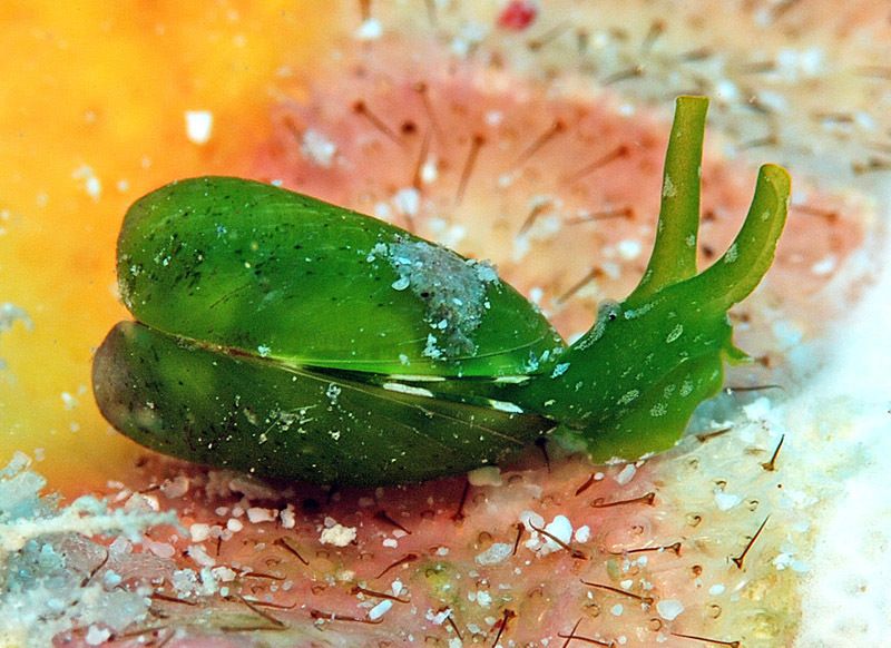 In this photo, the snail is lying on its side with the hinge of the two shells pointing towards the camera. The shell and snail are both very bright green. The snail has white blotches on its back. 

Julia exquisita: Kwajalein Atoll, Marshall Islands. © uwkwaj CC BY-NC https://www.inaturalist.org/photos/263219540