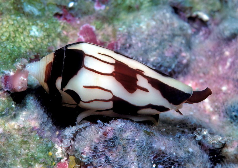 Small cone shell, dramatically coloured in splashes and dribbles of chocolate brown on white. The siphon is also brown. Looks good enough to eat. (Don't even try.)

Conus cylindraceus: Kwajalein Atoll, Marshall Island. © uwkwaj CC BY-NC https://www.inaturalist.org/photos/184536281