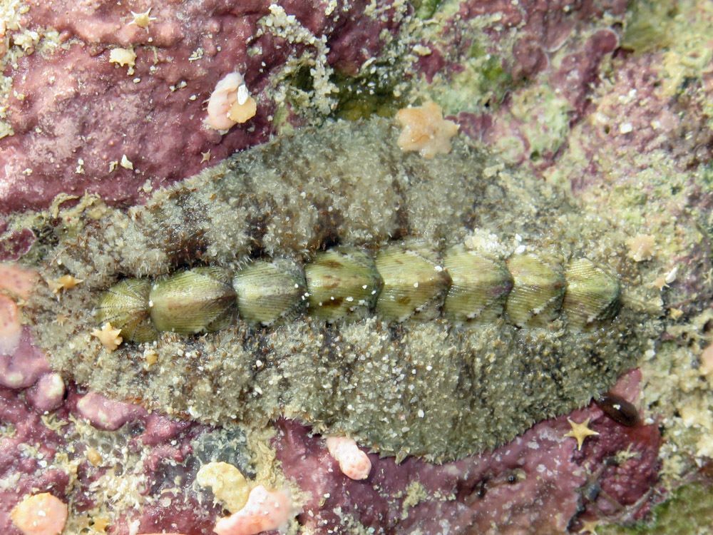 After the orange and red chitons, this one is much more cryptic, but it's included to show the range of shell shapes. 

Like the others, this has eight shells or valves, but they are small tear-drop shaped shells that articulate with each other at a narrow point. They look like a spine protruding from the mottled grey-green tissue of the girdle. 

Apologies for that mental image. The actual image is less off-putting.

Schizochiton incisus (Schizochitonidae): Queensland, Australia. © Anne Hoggett CC BY-NC https://www.inaturalist.org/photos/82844901