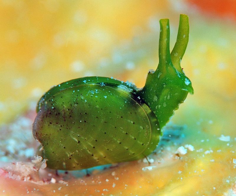 Small, perky snail with head poking out between its two shells. The snail has a pair of long, tubular tentacles. The shells are like clam shells, except they are vivid green. The hinge is at the top. 

Julia exquisita: Kwajalein Atoll, Marshall Islands. © uwkwaj CC BY-NC https://www.inaturalist.org/photos/166680082