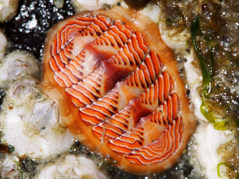 Oval-shaped mollusc with stunning patterns in orange and white. The animal has eight more or less oblong shells that articulate with each other at the long edges. It kind of looks like a steampunk armadillo, if an armadillo didn't have a head, tail or legs. And was mechanical. 

The shells have an unpatterned triangle along the midline, with slanted patterns of bright orange, dark orange and white. 

The chiton is on a rock and is surrounded by barnacles. 

Tonicella lineata (Tonicellidae): Washington, USA. © Wendy Feltham CC BY-NC https://www.inaturalist.org/photos/3971245