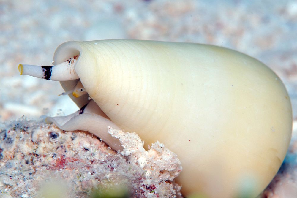 Pure white (well, cream) cone shell with pointy end (front) towards the camera. Siphon (white with yellow tip and black band) and white foot visible. A little beady eye is peering out from under the shell. 

Conus eburneus: Kwajalein Atoll, Marshall Island. © uwkwaj CC BY-NC https://www.inaturalist.org/photos/184552851
