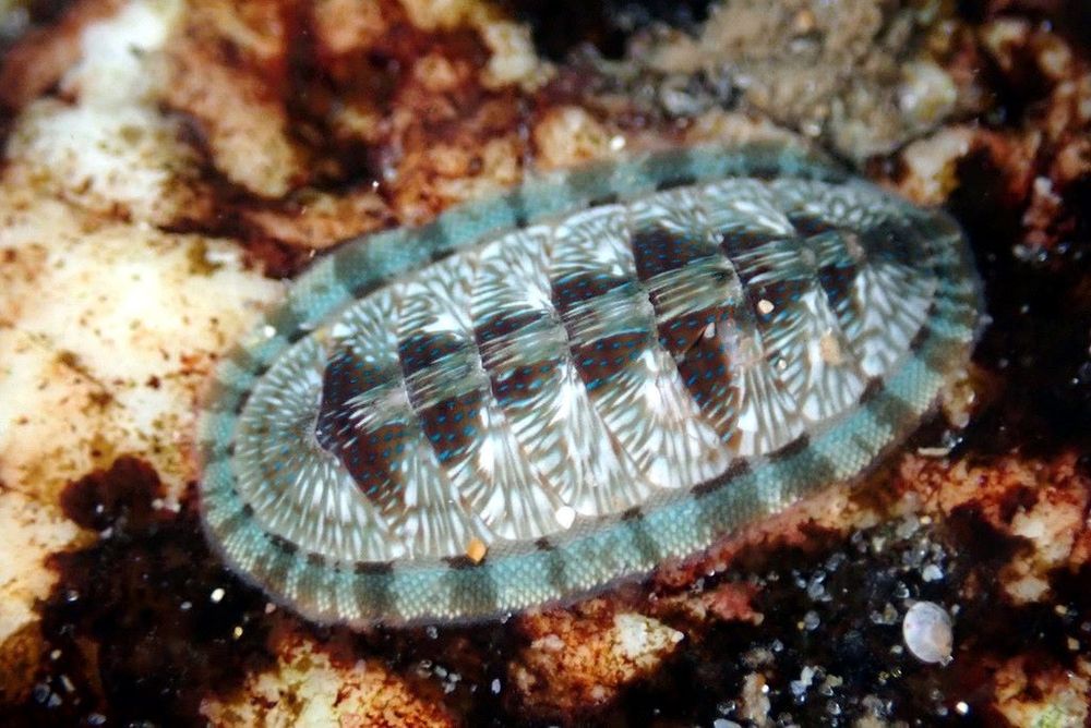Back to the pretty chitons! This one is blue, white and brown. That combination doesn't sound promising -- you probably wouldn't paint your living room in those colours -- but it works on this mollusc. 

The girdle looks like snakeskin (with tiny scales) and is banded in pastel blue and light brown. The shell valves have broad brown triangles along the midline, which are overlain with pale blue streaks and bright blue dots. On either side of those brown triangles, a pattern of light brown lines and zigzags radiate to the edge of the shells. It's not vividly hued but it is a lively pattern.

Ischnochiton smaragdinus (Ischnochitonidae): South Australia. © Matt Tank CC BY-NC https://www.inaturalist.org/photos/88356217