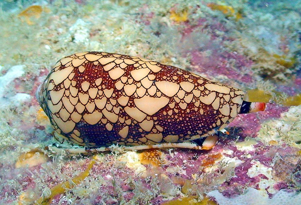 Large rotund cone shell marked with hundreds of overlapping triangles on a brown background. Very elaborate pattern! The siphon is banded in red, yellow, white and black.

Conus omaria: Kwajalein Atoll, Marshall Island. © uwkwaj CC BY-NC https://www.inaturalist.org/photos/106842877