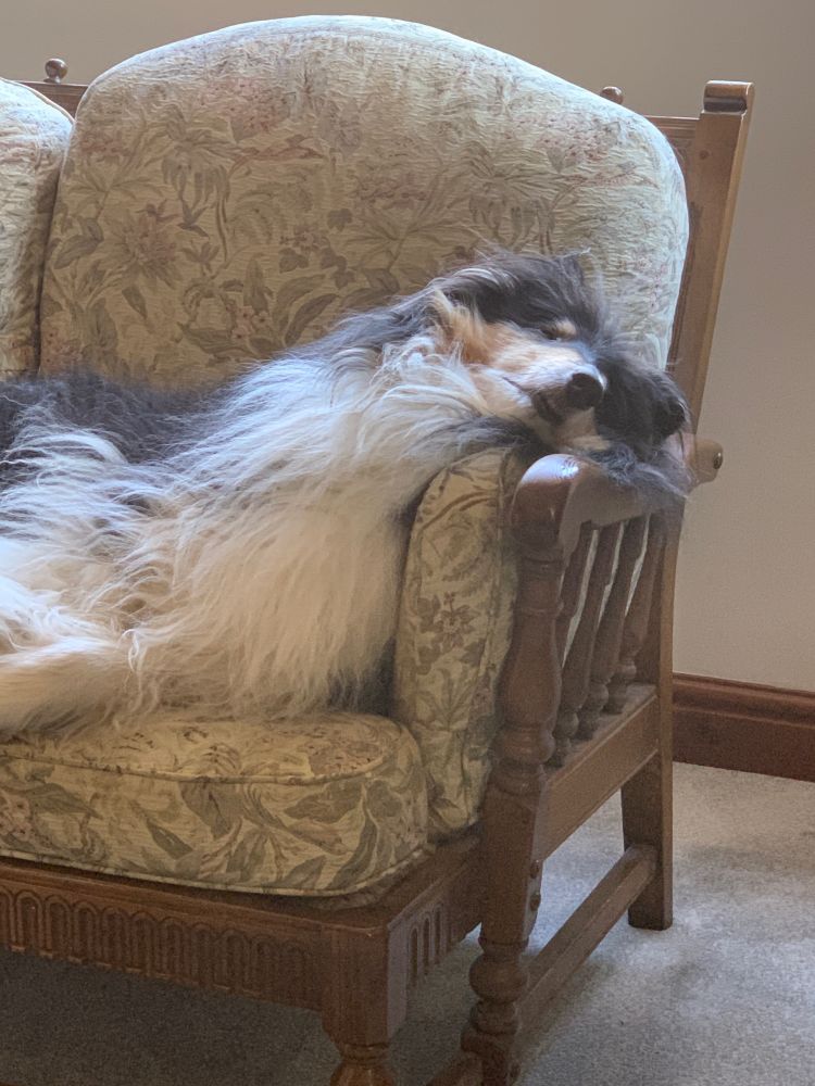 Jack the dog asleep on a chair 