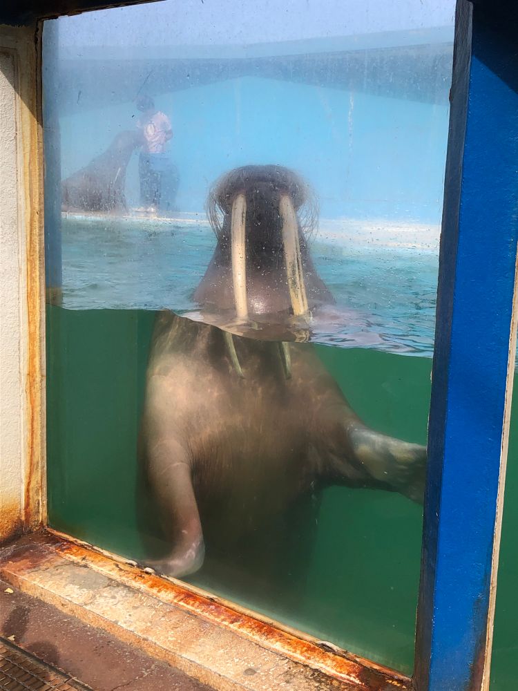 セイウチのオスがカメラ目線