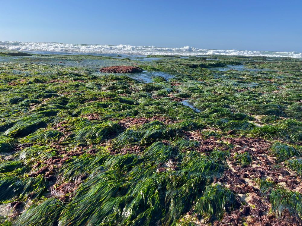 Green sea grass and shallow tide pools with waves in the background.