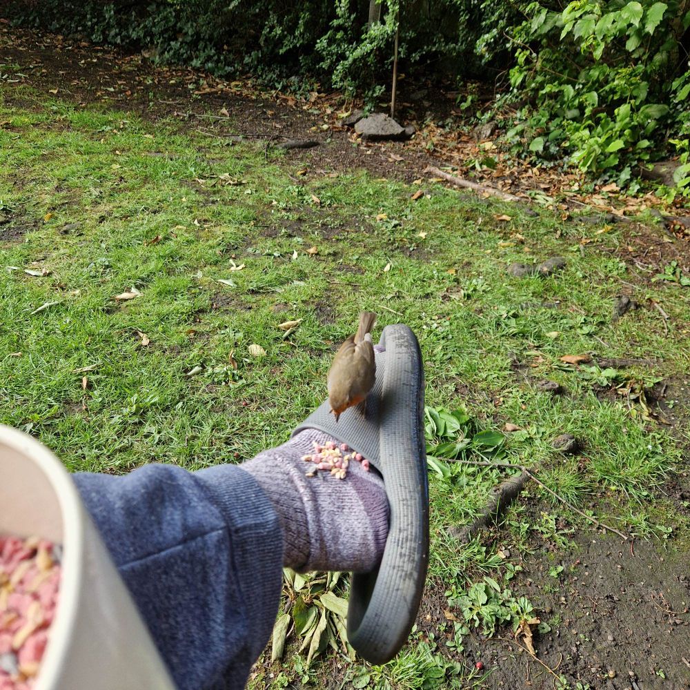 A robin eating seeds off my foot!