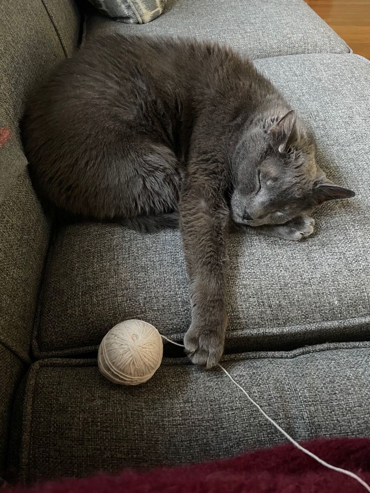 Sleeping grey cat with paw extended to a ball of yarn.