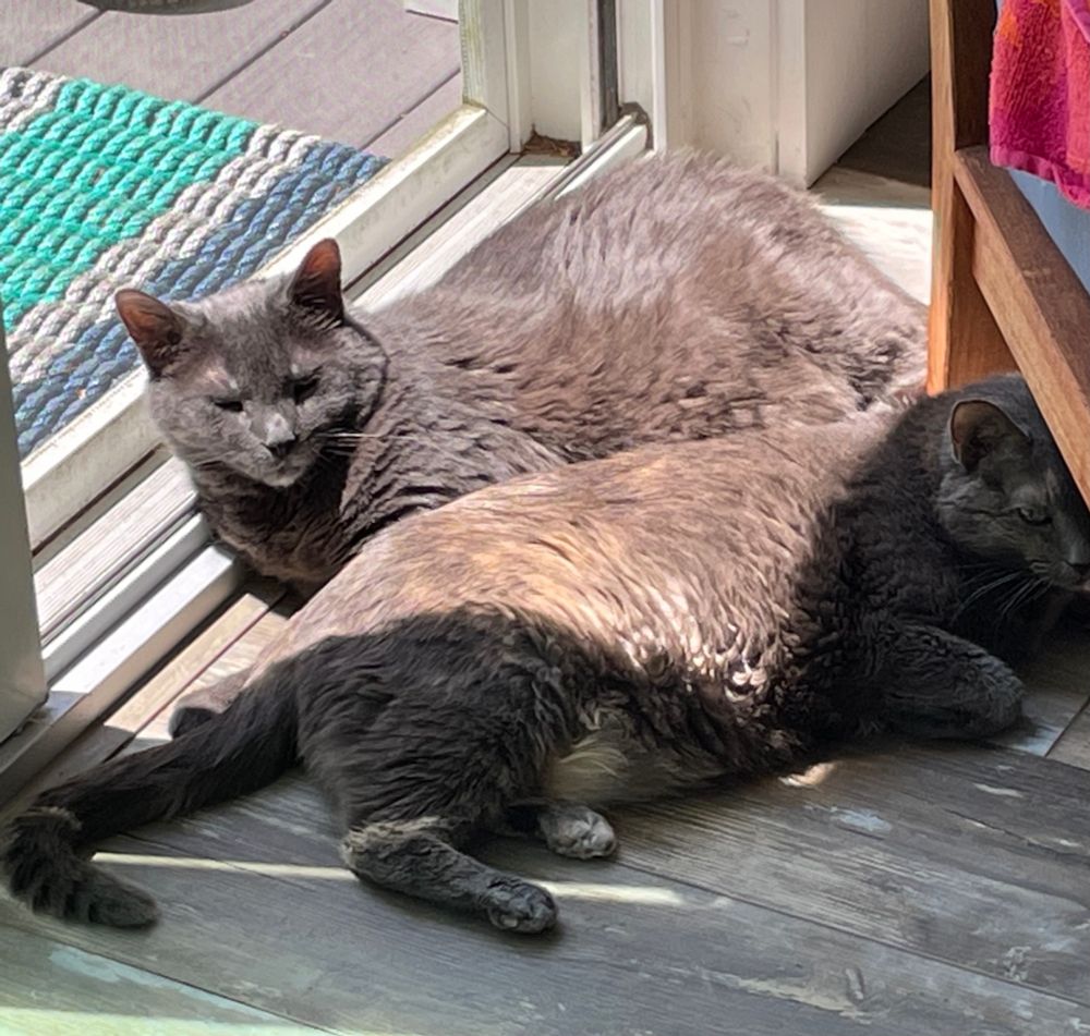 Two grey cats lying in the sun next to each other by an open patio screen door