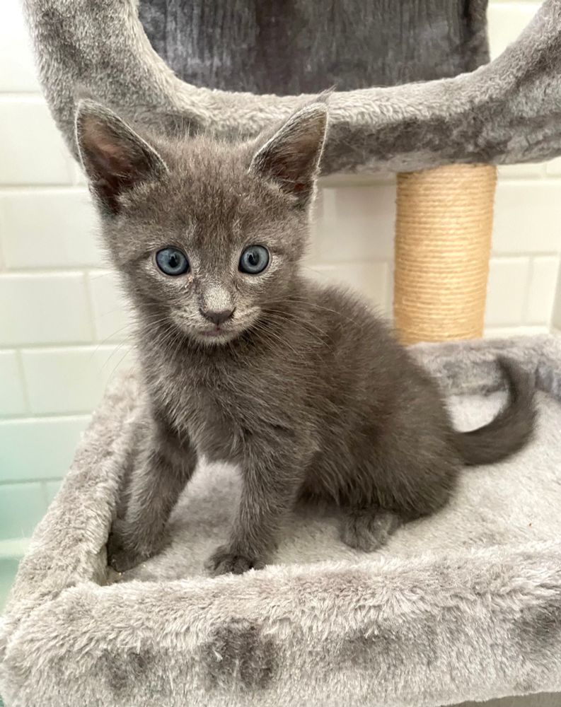 A 7 week old grey tabby kitten sits on a cat tree perch