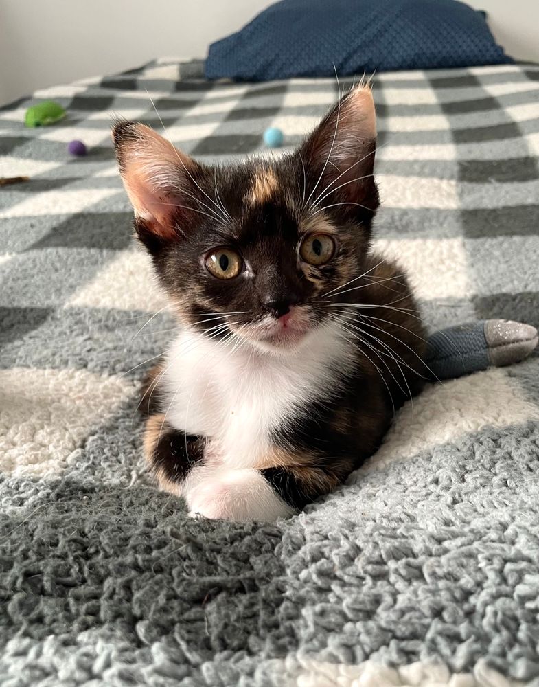 A 10 week old calico kitten loafing on the bed