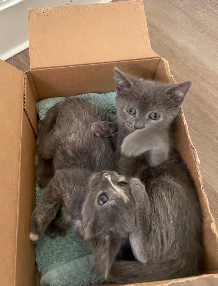 Two kitten sisters in a box. The grey on the right has one front paw raised and one hind leg on her sister’s (dilute tortie) head