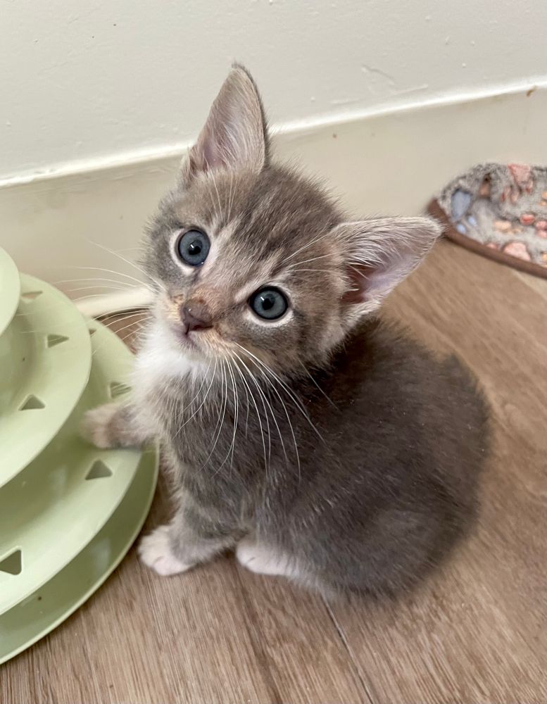 A 7 week old grey and white tabby kitten sits with one paw delicately on a track toy