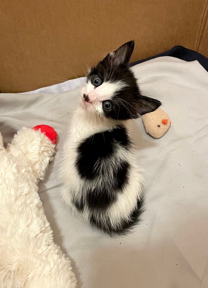 A white and black kitten sits looking back, showing his colors