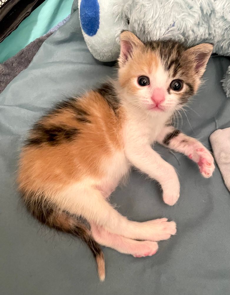 A small brown calico kitten, 27 days old, with a little pink nose and toes, wide eyes, and slightly rounded ear tips