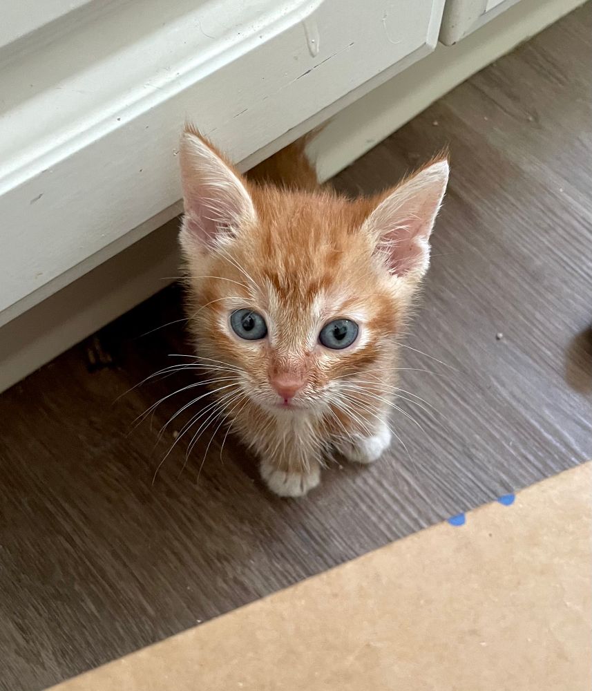 A small orange tabby kitten with white whiskers stares with no thoughts
