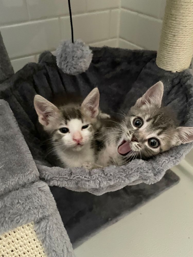 Two small tabby kittens in a cat tree basket. The grey and white squints his left eye as the all grey tabby has wide open mouth