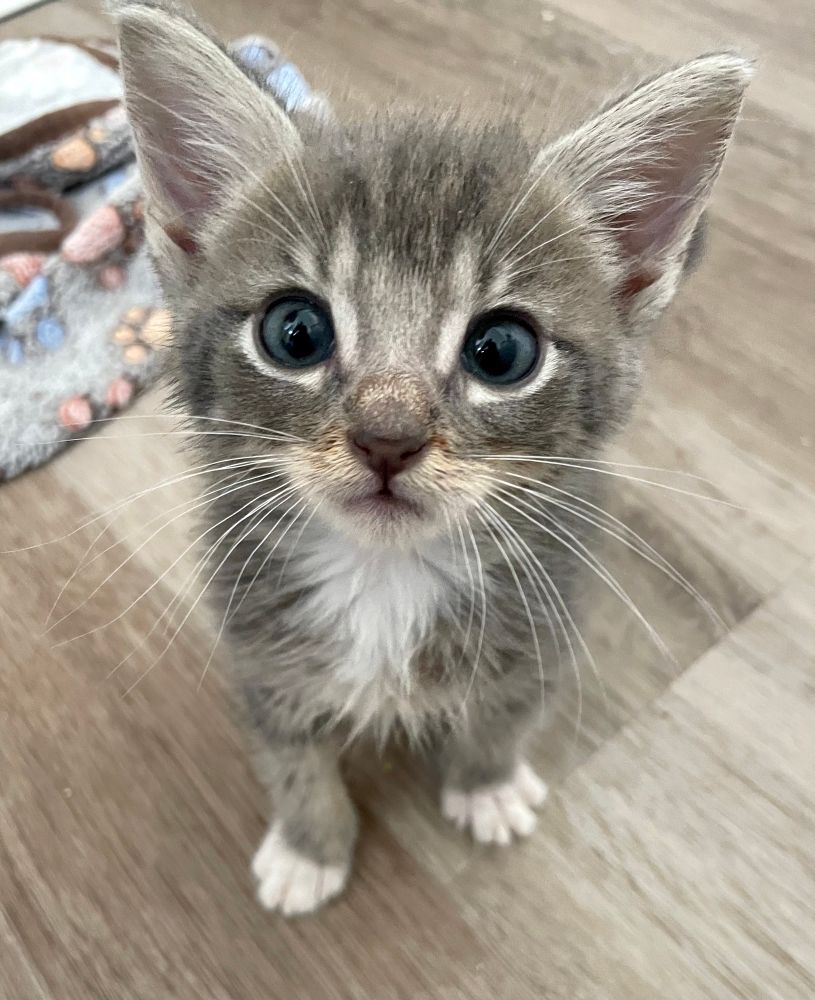 A 6 week old grey and white tabby kitten sits looking at the camera 