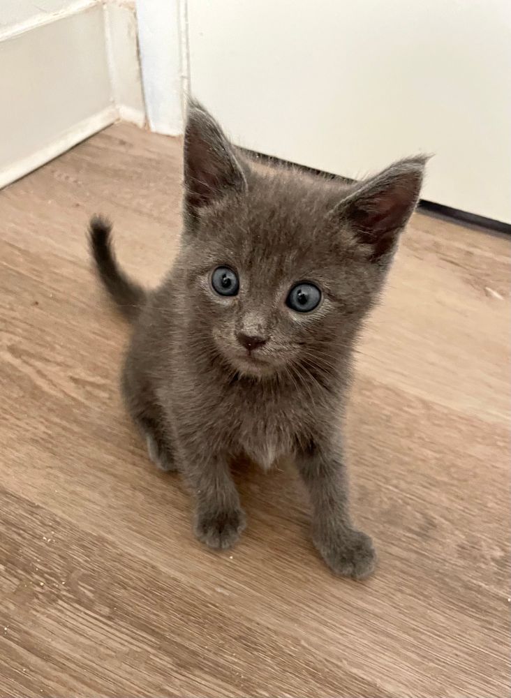 A 6 week old grey kitten tries to evade the camera- he’s pretty good at it!