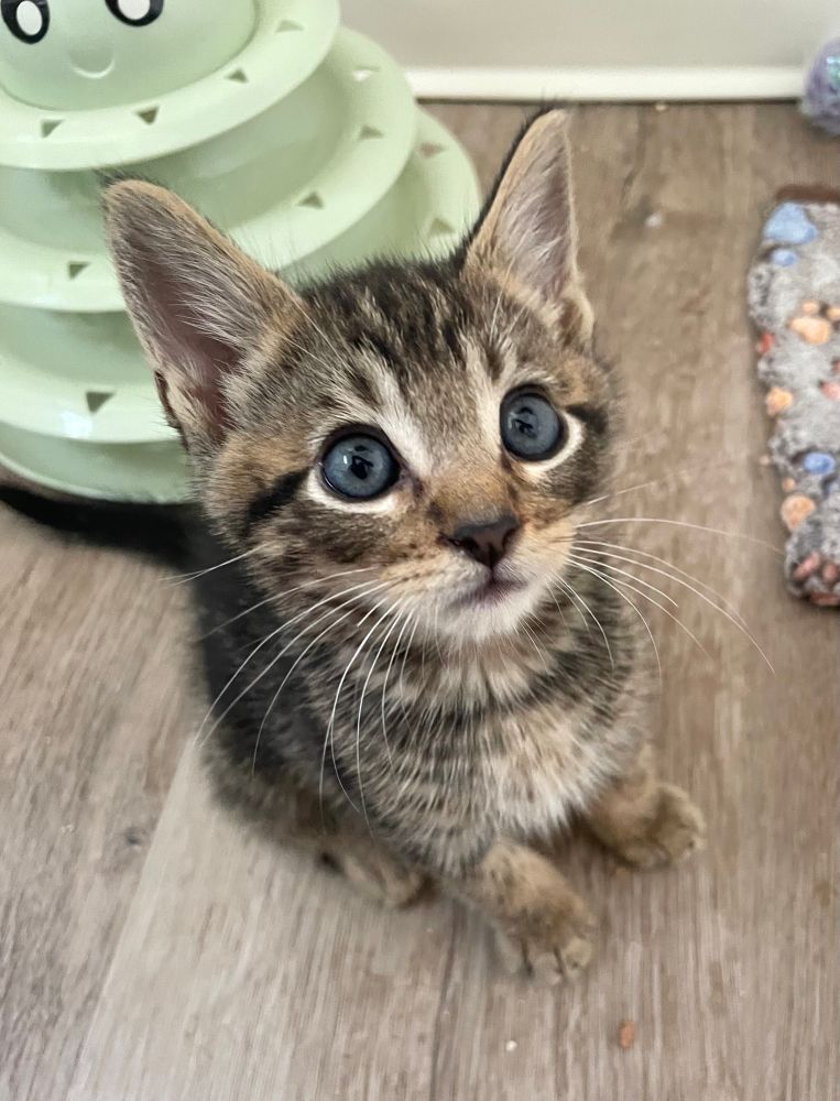 A 6 week old brown tabby kitten, every bit as rascally as he looks