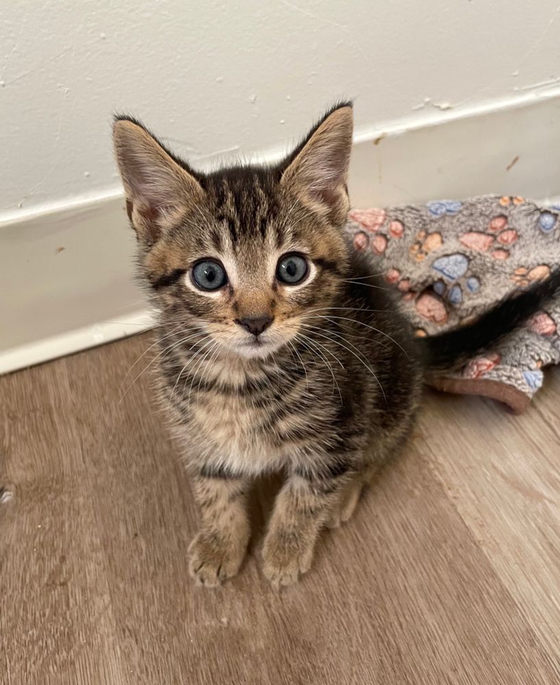 A 7 week old brown tabby kitten