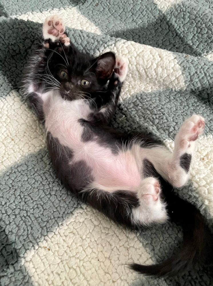 A small tuxedo kitten on his back, arms raised and feet in the air, showing all his toe beans