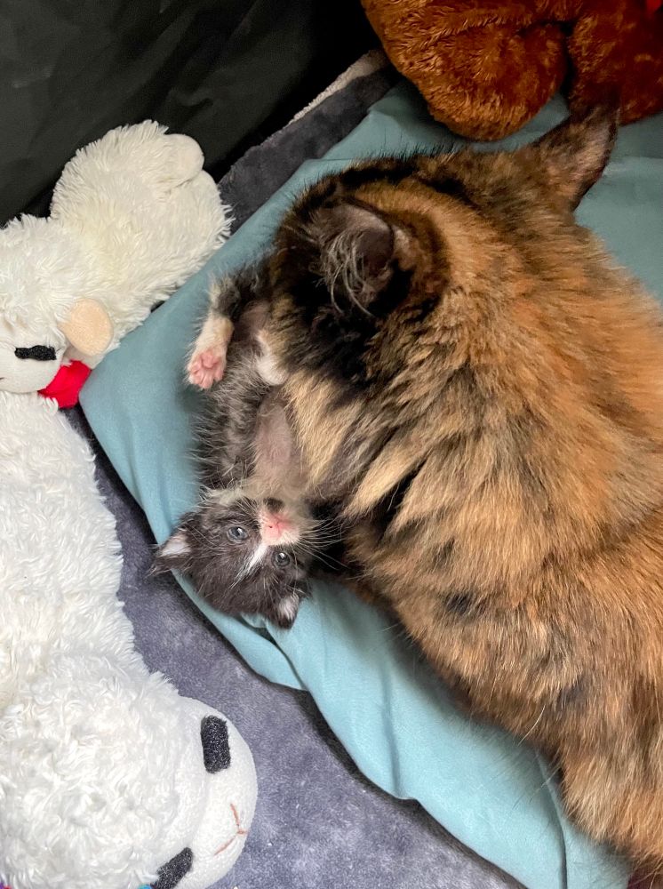 A long haired tortoiseshell cat grooms a tiny tuxedo kitten on his back
